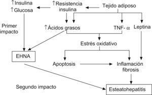 Esquema de la patogenia de las esteatosis hepática no alcohólica41. Factor de necrosis tumoral alfa (TNF-α).