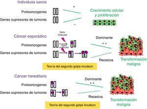 Papel de los genes supresores de tumores y protooncogenes en la tumorigénesis. Los protooncogenes y los genes supresores de tumores tienen funciones antagónicas: los primeros promueven el crecimiento celular, mientras que los genes supresores de tumores codifican proteínas que inhiben la proliferación celular. Cuando se producen mutaciones esporádicas o heredadas en los protooncogenes se transforman en oncogenes, los cuales son capaces de orquestar la multiplicación anárquica de las células. En los genes supresores de tumores deben producirse 2 eventos mutacionales, según la teoría del segundo golpe de Knudson, para que se inicie el proceso tumoral. En el cáncer hereditario, la primera mutación es heredada y, por tanto, la probabilidad de presentar cáncer es mayor que en la población general.