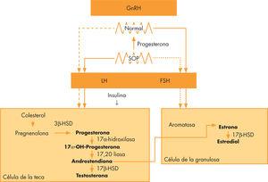 Fisiopatología SOP7. FSH: hormona folículo estimulante; GnRH: hormona hipotalámica liberadora de gonadotrofinas; LH: hormona luteinizante; 3β-HSD: 3beta hidroxiesteroide deshidrogenasa; 17β-HSD: 1 beta hidroxiesteroide deshidrogenasa.