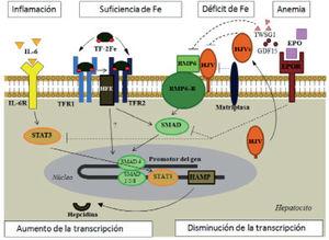 Vías de regulación de la hepcidina (adaptado de Muñoz4, Arrizabalaga23 y Coyne29). BMP: proteína morfogénica del hueso; BMPR: receptor de BMP; EPO: eritropoyetina; EPOR: receptor de EPO; GDF: factor de diferenciación del crecimiento; HFE: gen de la hemocromatosis; HAMP: gen de la hepcidina; HJV: hemojuvelina; HJVs: HJV soluble; IL-6: interleucina-6; IL-6R: receptor de IL-6; SMAD: proteínas «small mothers against decantaplegic»; STAT: transductor de señal y activador de la transcripción; TF-2Fe: transferrina diférrica; TFR: receptor de la transferrina; TWSG1: homólogo 1 del «twisted gastrulation». Flechas continuas: estimulación; flechas discontinuas: inhibición.