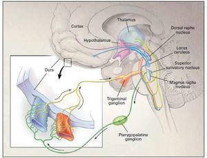 Fisiopatología de la migraña. En la migraña existe una disfunción troncoencefálica. La señal dolorosa activa el sistema trigémino-vascular. Las arterias durales se encargan de transportar la señal hasta el ganglio trigeminal y desde allí estimulan a las neuronas de segundo orden, localizadas en el complejo trigémino-cervical. A su vez, estas neuronas se proyectan a través del tracto trigémino-talamico y, después de decusarse en el tronco del encéfalo, forman sinapsis con neuronas del tálamo. También se establece una conexión entre neuronas de la protuberancia y neuronas del núcleo salivatorio superior, lo que conlleva una descarga parasimpática que viaja a través de los ganglios pterigopalatino, ótico y carotídeo. El reflejo trigémino autonómico está presente en personas no migrañosas y de una manera mucho más acusada en pacientes que sufren cefaleas trigémino-autonómicas (como la hemicránea paroxística, cefalea en racimos). En la migraña puede también activarse. Estudios de neuroimagen indican que una parte importante de la modulación del sistema trigémino-vascular proviene de los núcleos del rafe (dorsal y magno) y del locus coeruleus. Fuente: Goadsby et al9, con permiso de la Sociedad Médica de Massachusetts. Disponible en:www. nejm.org/dpo/full/10.1056/NEJMra010917