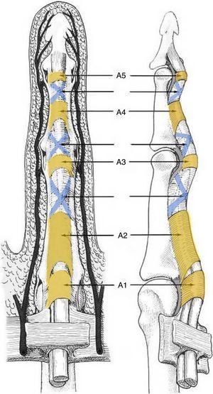 Esquema de la disposición de las poleas anulares y cruciformes en un dedo trifalángico.