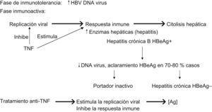 Historia natural de la hepatitis B crónica.