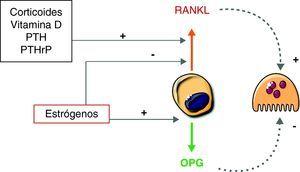 Efectos de los factores hormonales sobre RANKL y osteoprotegerina.