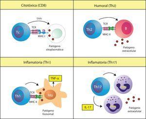 Tipos de respuestas inmunitarias adaptativas. El sistema inmunitario produce respuestas inmunitarias adaptativas diferentes, denominadas citotóxica, Th1, Th2 o Th17, cada una de las cuales es específica para un tipo de patógeno. Estas mismas respuestas también se desencadenan en la autoinmunidad. MHC-I: MHC de clase I; MHC-II: MHC de clase II; Mo: macrófago; PMN: célula polimorfonuclear o neutrófilo; Tc: linfocito T citotóxico; TCR: receptor de los linfocitos T.