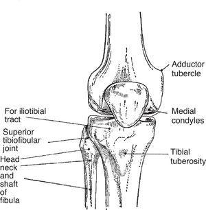 This simple diagram shows 2 most important attachment sites. One is “for iliotibial tract”. This site is unnamed in the Terminologia Anatomica but is widely known by clinicians as lateral tubercle of tibia or Gerdy's tubercle. The other site is the tibial tuberosity where the patellar tendon attaches.