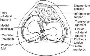 Sketch of a transverse section of the knee. The medial meniscus is like a C and the lateral meniscus almost like an o. The fibular collateral ligament is extracapsular. The tibial or medial collateral ligament is capsular. The cruciate ligaments and the initial portion of popliteus tendon are intracapsular but extrasynovial.