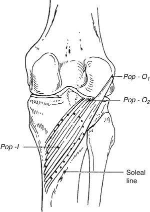 Clinical Anatomy of the Knee | Reumatología Clínica