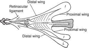 The extensor lamina is a triangular fibrous sheath in the dorsum of the proximal phalanx. The extensor tendon is incorporated into this lamina and the interosseous muscles and the lumbrical muscles attach to its sides. From A Companion to Medical Studies, Volume 1, Ed. by Passmore R and Robson JS, 2nd Edition, Oxford, Wiley/Blackwell 1976, p. 23.54, with permission.