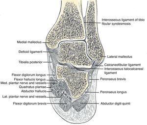 Clinical Anatomy of the Ankle and Foot | Reumatología Clínica