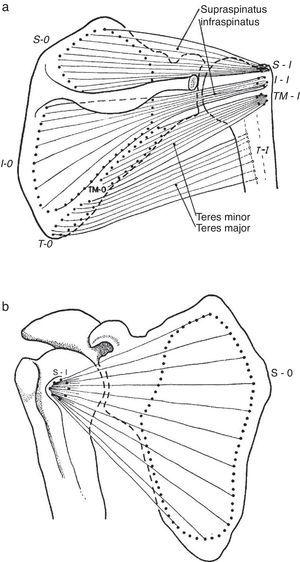 (a) Three of the rotator cuff muscles, supraspinatus, infraspinatus and teres minor are shown along with their origins (O) and their insertions (I). Teres major, which is not part of the cuff, is also shown. An interesting feature of teres minor and major is that they have opposite actions on the humerus. While the former is an external rotator, the latter is an internal rotator of this bone. (b) Subscapularis muscle has a fleshy origin in the scapula and a discrete insertion in the lesser tubercle of the humerus.