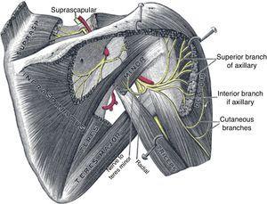 Composite diagram showing the suprascapular nerve on the top and the axillary nerve and its branches on the right.