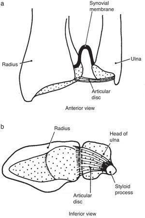 (a) The distal radioulnar joint is shown. The articular disc is also known by clinicians as triangular cartilage. A synovial fold, or sacciform recess, is seen proximal to the articular surfaces. (b) An “on end” view of the distal radioulnar joint. The articular disc is attached to the ulnar styloid by its apex and by its base to the radius. The disc slides over the ulnar end during pronation and supination of the forearm.