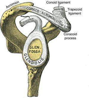 Lateral view of the scapular components of the glenohumeral joint. The labrum glenoidale (glenoid ligament) in continuity with the tendon of the long head of biceps is shown. The acromion, the coracoacromial ligament and the coracoid process form the coracacromial arch that protects superiorly the glenohumeral joint.