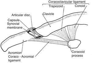 The acromioclavicular joint. This joint has an incomplete disc or meniscus. The ligaments that connect the coracoid to the clavicle, conoid and trapezoid are also shown.