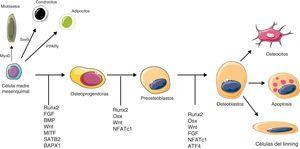 Señales moleculares que desempeñan un papel clave en la diferenciación y activación osteoblástica. MyoD: myogenic differentiation 1 protein; PPARγ: peroxisome proliferator-activated receptor gamma; Sox9: sex determining region Y-box 9. Resto de abreviaturas: ver glosario de términos en el anexo 1.