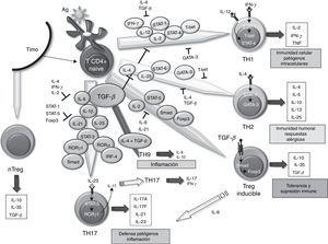 Papel de TGF-β en la diferenciación de las células T efectoras. Efecto del TFG-β y moléculas implicadas en la diferenciación y regulación de las distintas poblaciones de células T efectoras en relación con su función dentro del sistema inmunitario. IL: interleucina; TGF-β: factor de crecimiento transformador beta; Treg: T reguladora.