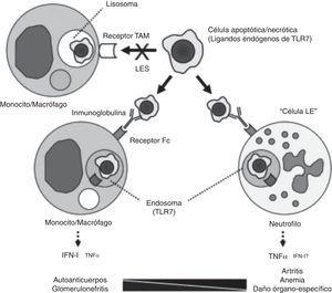Modelo de patogenia de diferentes manifestaciones del LES. El procesamiento de los cuerpos apoptóticos no se produciría a través de los receptores tipo «TAM» (Tyro3, Axl, Mer), sino que, una vez opsonizados por las inmunoglobulinas, serían reconocidos por los receptores FC de los monocitos/macrófagos o de los neutrófilos, formando endosomas e interaccionando con TLR 7, dando lugar a la transcripción de IFN o TNF, dependiendo de la célula implicada. Tomado de Zhuang et al.1