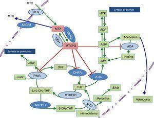 Esquema de las vías metabólicas en las que está implicado el ácido fólico y enzimas sobre las que actúa metotrexato. Los óvalos de color azul oscuro indican las enzimas que han sido estudiadas. Las enzimas a las que llegan las líneas rojas se refieren a las que son inhibidas por los poliglutamatos de metotrexato. ABCB1: transportador que une ATP B1; ADA: deaminasa de adenosina; ADP: bifosfato de adenosina; AMP: monofosfato de adenosina; ATIC: AICAR transformilasa/IMP ciclohidrolasa; ATP: trifosfato de adenosina; DHFR: dihidrofolato reductasa; FPGS: folilpoliglutamato sintetasa; GGH: gamma glutamil hidrolasa; IMP: monofosfato de inositol; MTHFD1: 5-10-metilentetrahidrofolato deshidrogenasa 1; MTHFR: metilentetrahidrofolato reductasa; MTR: metionina reductasa; MTX: metotrexato; MTXPG: poliglutamatos de metotrexato; RFC: transportador de folato reducido; SAM: s-adenosil-l-metionina; TYMS: timidilato sintetasa.