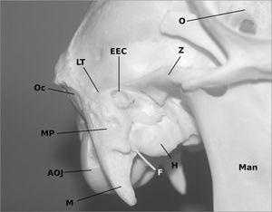 Lambs' temporal bone anatomy under didactic aspects | Brazilian Journal ...