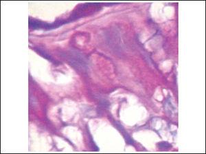 Slide with frog palate epithelium from group 1 showing details of lamina propria glands (light microscopy, PAS-AB staining, 400 times magnified).
