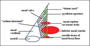 Diagram of anterior nasal portion.