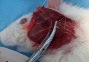 Facial nerve crush surgery. The truncus of the facial nerve was dissected from the adjacent tissue and was then placed between two pairs of hemostatic mosquito clamps.