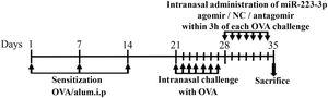 Schematic diagram of the animal experiment. BALB/c mice were intraperitoneally injected with Ovalbumin (OVA) and aluminum hydroxide (alum) on days 1, 7, and 14 to promote primary sensitization. One week after the final intraperitoneal injection, mice were intranasally challenged with OVA for a week to induce secondary immunization, followed by intranasal treatment using mismatched agomir/miR-223-3p agomir/mismatched antagomir/miR-223-3p antagomir daily within the 3 h of each OVA challenge for 7 days.