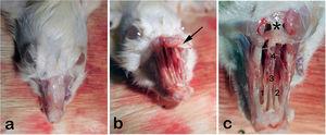 (a) External view of rat’s rhinarium (dorsal hair shaved), (b) Nasal roof (Os nazale) are mobilized in upward direction, (c) Internal macroscopic view of both nasal cavities (Cavum nasi) after removal of nasal roof. The septum (Septum nasi osseum), middle nasal chonca (Concha nasalis media) and frontal bone (Os frontale) are seen. Arrow: Os nazale; 1 and 2: Middle nasal conchae; 3: Septum with respiratory epithelium; 4: Vomer with olfactory mucosa; * Frontal bone.