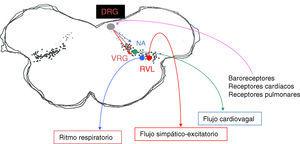 Diagrama de las principales áreas de la red cardiorrespiratoria del bulbo involucradas en la ritmogénesis respiratoria. DRG: grupo respiratorio dorsal; NA: núcleo ambiguo; RVL: región ventrolateral del bulbo; VGR: grupo respiratorio ventral. El área punteada del diagrama indica la «región intermedia» en lo que se integran los reflejos cardiovasculares y respiratorios.