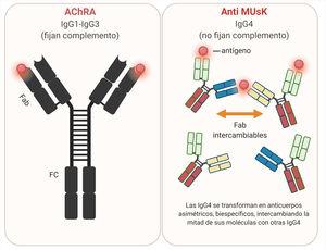 Anticuerpo dirigido contra el receptor de la acetilcolina y anti-MuSK.