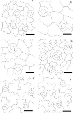 Comparación de la densidad estomática para 4 especies de Asteraceae de la REPSA. A, B, Dahlia coccinea. C, D, Galinsoga parviflora. E, F, Verbersina virgata. La barra representa 20μm.