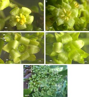 Jatropha curcas flowers from Camino la Pita (CP) and Manuel Lazos (ML); (a) male flower from CP, (b) male flower from ML, (c) female flower from CP, (d) female flower from ML, and (e) inflorescence with female flowers (FF), female button (FB) and male button (MB). (1=Petal, 2=Sepal, 3=Anther, 4=Stigma, G=gynoecium).