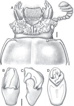 Passalus (Pertinax) rzedowskiorum n. sp.; A, head and anterior part of pronotum; B, ventral view of aedeagus; C, lateral (left) view of aedeagus; D, dorsal view of aedeagus. Scale bars: 1mm.
