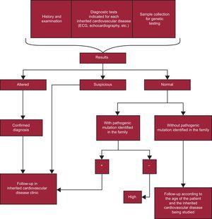 Action algorithm for families of patients diagnosed with an inherited cardiovascular disease. According to the recommendations of the guidelines for the diagnosis and treatment of hypertrophic cardiomyopathy of the European Society of Cardiology of 2014, patients can be discharged after a clinical evaluation involving echocardiography and electrocardiography if they are not carriers of a familial mutation. The Working Group on Inherited Cardiovascular Diseases of the Spanish Society of Cardiology believes that no relatives of a patient with cardiomyopathy should be discharged without undergoing echocardiography and electrocardiography. These tests are vital due to their usefulness in establishing the cosegregation of the mutation in each family, which supports its pathogenicity (often for de novo mutations, without previous reports in the literature), and due to the possibility that there is more than one mutation in the family (eg, an affected family member could be the carrier of an unidentified mutation in the genetic study performed). This approach should be applied to the family studies of the different heart diseases. ECG, electrocardiogram.