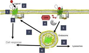 Regulation of adrenoceptors and G protein-coupled receptor kinases (GRKs). 1: β-adrenoceptor location; 2: activation; 3: signaling through G proteins with adenylate cyclase (AC) activation; 4: phosphorylation by GRKs; 5: endocytosis; 6: location of endosomes; 7: recycling to the membrane; 8: degradation in lysosomes.