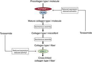 Proposed inhibitory effects of torasemide on the enzyme-mediated steps of the extracellular process leading to the generation of collagen type I fibers. LOX-1, lysyl oxidase-1; PCP/BMP-1, procollagen C-proteinase/bone morphogenetic protein-1; PCPE-1, procollagen C-proteinase enhancer-1.