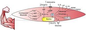 ATP=adenosine triphosphate, NAD=Nicotinamide Adenine Dinucleotide, ROS=Reactive Oxygen Species, HIF=hypoxia inducible factor, cAMP=cyclic cAMP, PCG-1α=peroxisome proliferation-activated receptor-gamma coactivator 1α, GLUT4=glucose transporter 4. IL-6=Interleukin 6, LIF=leukaemia inhibitor factor, IL-15=Interleukin 15, BDNF=brain-derived neurotrophic factor, FGF21=fibroblast growth factor 21.