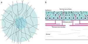 Schematic representation of corneal stromal nerves and subbasal plexus in human cornea. (A) Frontal view. (B) Cross section.