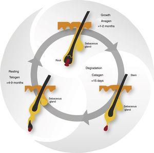 The eyelash follicle features and anomalies: A review | Journal of ...