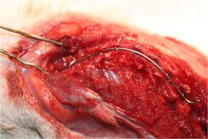 Fotografía de la columna vertebral de una rata con escoliosis previamente generada, con un alambre de nitinol anclado a las apófisis espinosas.