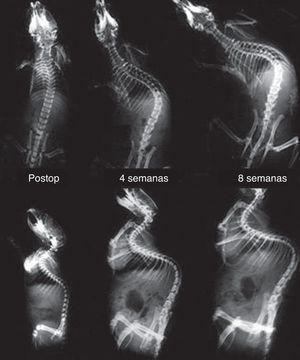 Radiografías dorsoventrales y laterales seriadas de una rata durante la fase de generación de escoliosis, en el postoperatorio inmediato tras la sutura de escápula a pelvis, a las 4 semanas y 8 semanas poscirugía. Nótese la inducción gradual de la cifoescoliosis.