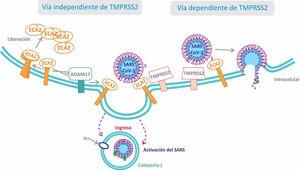 Esquema de las 2 posibles vías para la invasión del SARS-CoV a la célula huésped. ADAM 17: proteína transmembrana disintegrina y metaloproteasa 17; ECA2: enzima convertidora de angiotensina 2; TMPRSS2: serina-proteasas transmembrana de tipo II.