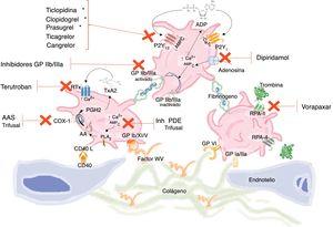 Vías de activación plaquetaria y dianas terapéuticas de distintos fármacos antiagregantes. En la activación plaquetaria interactúan diferentes vías que inducen numerosas respuestas, entre las que destacan: aumento de calcio intracelular, disminución de concentraciones de AMPc, activación de fosfolipasas con liberación de AA, sustrato de COX-1 y formación de TxA2, secreción de ADP y su unión a los receptores P2Y12, cambios en la superficie de membrana con generación de trombina y activación de los RPA-1 y RPA-4 y por último activación de la glucoproteína IIb/IIIa con unión a fibrinógeno y agregación plaquetaria. AA: ácido araquidónico; ADP: adenosina difosfato; AMPc: adenosina monofosfato cíclico; COX-1: ciclooxigenasa-1; Inh PDE: inhibidores fosfodiesterasa; GP: glucoproteína; PGH2: prostaglandina H2; PLA2: fosfolipasa A2; RPA: receptor activado proteasa; RTx: receptor tromboxano; TxA2: tromboxano A2; VW: Von Willebrand; *: metabolito activo.
