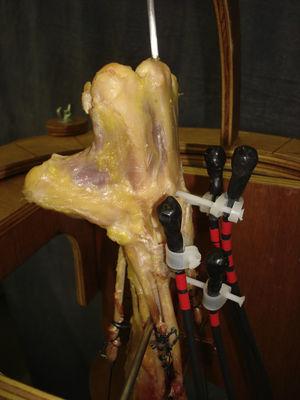 Image of the final aspect of one of the anatomical specimens placed on the support designed for this study. The sensors were placed on the radius, scaphoid, triquetrum and capitate bones.