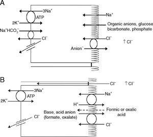 (A) Im frühen proximalen Tubulus erfolgt die isotonische Natriumabsorption mit organischen Lösungsmitteln, Bicarbonat, Phosphat und Wasser, was zu einer steigenden Chloridkonzentration führt. (B) Die hohe Chloridkonzentration im Lumen begünstigt auch den transzellulären und parazellulären Transport. Die interzellulären Verbindungen im späteren proximalen Tubulus werden durchlässiger für Chlorid, was den parazellulären Transport erleichtert. Selbst wenn die Bikarbonatkonzentration im Lumen sinkt, spielt der Na+-H+-Austausch weiterhin eine Rolle bei der NaCl-Rückresorption. Die transzelluläre Natriumchlorid-Resorption kann über die Kopplung des Na+-H+-Austauschs mit dem Austausch von Chlorid-organischen Anionen (Ameisensäure, Oxalat) erfolgen. Die organische Säure (Ameisen- oder Oxalsäure) wird in die Zellen zurückgeführt.