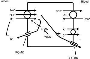 Das dicke aufsteigende Glied der Henle-Schleife absorbiert Chlorid über den apikalen Na+-K+-2Cl-Cotransporter (NKCC2) und Chlorid verlässt die Zelle über einen basolateralen Chloridkanal und durch K+-Cl-Cotransport. Das K+-Recycling in das Lumen und der basolaterale leitfähige Cl--Austritt über CLC-Kb tragen zum positiven bis negativen transepithelialen Gradienten zwischen Lumen und Basolateralem bei. Intrazelluläres Chlorid kann den NKCC2-Transport über eine chloridempfindliche WNK-Kinase (WNK) regulieren, die die STE20/SPS1-verwandte Prolin/Alanin-reiche Kinase (SPAK) und NKCC2 aktivieren kann, wenn intrazelluläres Cl- niedrig ist. Wenn sich jedoch aufgrund von Defekten im basolateralen Chloridkanal-Austrittsweg Chlorid in der Zelle ansammelt, wird der NKCC2-Transport blockiert. Wenn NKCC2 stimuliert wird, zum Beispiel durch antidiuretisches Hormon, wird der Chlorideintritt erhöht, aber auch die basolaterale Cl-Leitung wird verstärkt.