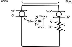 Im distalen Tubulus werden Natrium und Chlorid im Lumen über einen Na+-Cl- Cotransporter (NCC) in die Zelle aufgenommen. Der Transport über den NCC wird durch einen niedrigen intrazellulären Natriumspiegel angetrieben, der hauptsächlich durch die basolaterale Na+-K+ ATPase erzeugt wird. Die WNK1-Kinase kann als Chlorid-Sensor dienen, um die Hemmung des NCC durch die WNK4-Kinase zu blockieren.