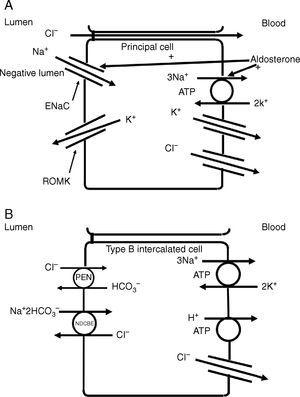 (A) Chlorid kann im Sammelkanal sezerniert oder rückresorbiert werden. Ein Teil der Chloridabsorption wird durch ein negatives Potential im Lumen und durch parazelluläre Bewegung angetrieben. (B) Die transzelluläre Rückresorption von Chlorid kann auch über die Kopplung des apikalen Pendrin-Chlorid-Bicarbonat-Austauschers mit dem SLCA48-Natrium-abhängigen Chlorid-2-Bicarbonat-Austauscher (NDCBE) erfolgen. Zwei Pendrin-Zyklen würden dazu führen, dass 2 Chloride im Austausch gegen 2 Bicarbonate in die Zelle gelangen, während der NDCBE 1 Natrium und 2 Bicarbonate im Austausch gegen 1 Chlorid nach außen transportieren würde. Das Nettoergebnis wäre der Transport von 1 Natrium und 1 Chlorid in die Zelle. Unterschiede in den apikalen Pendrin- und NDCBE-Aktivitäten könnten bestimmen, ob die Cl-Sekretion oder die Absorption überwiegt.