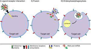 Mechanisms of action of extracellular vesicles.